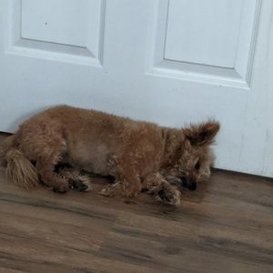 Meet your Posher, Victor